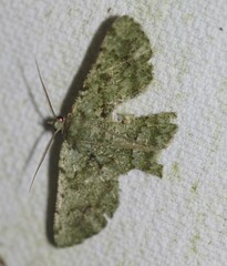 Aeolochroma viridicata