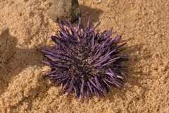 Heliocidaris erythrogramma