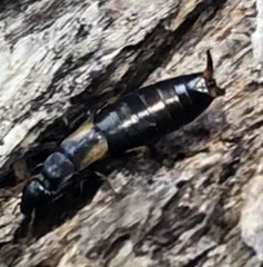 Forficula auricularia