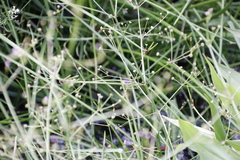 Alisma plantago-aquatica