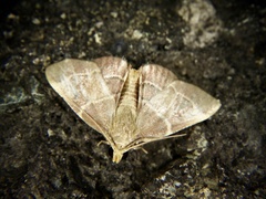 Stemmatophora valida