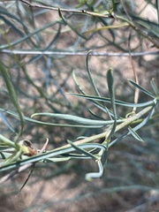 Bupleurum fruticescens
