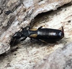 Forficula auricularia