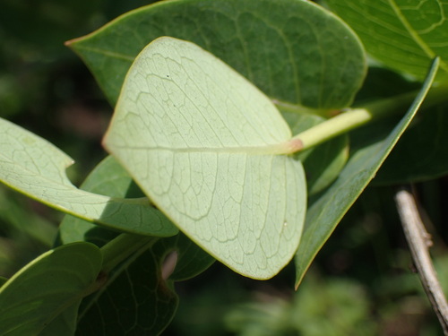 Image of Clutia cordata by (c) Mahomed Desai, some rights reserved (CC BY)