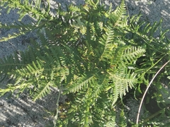 Dennstaedtiaceae