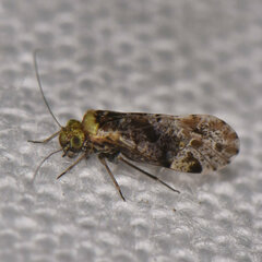 Trichadenotecnum alexanderae