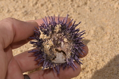 Heliocidaris erythrogramma