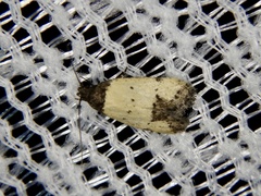 Tyrolimnas anthraconesa