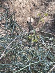 Bupleurum fruticescens