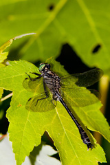 Hylogomphus adelphus