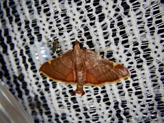 Hypsopygia pelasgalis