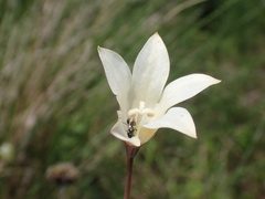 Wahlenbergia grandiflora