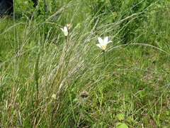 Wahlenbergia grandiflora