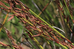 Schoenus brevifolius