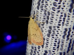 Miltochrista miniata