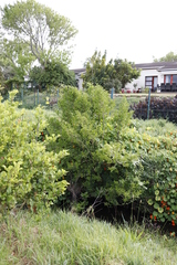 Cestrum laevigatum