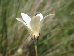 Wahlenbergia grandiflora