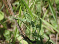 Wahlenbergia grandiflora