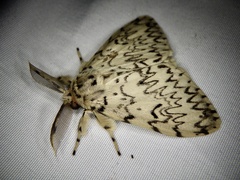 Lymantria minomonis