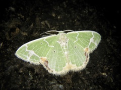 Comibaena nigromacularia