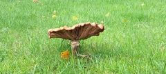 Fungi
