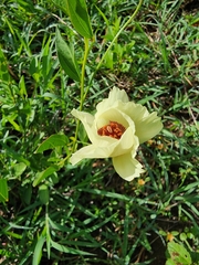 Cienfuegosia heterophylla