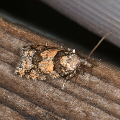 Eucopina tocullionana