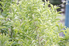Cestrum laevigatum