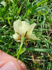 Cienfuegosia heterophylla