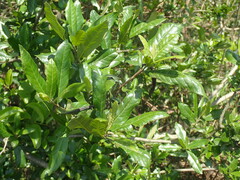 Anastrabe integerrima