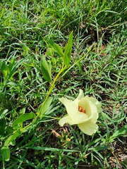 Cienfuegosia heterophylla
