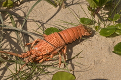 Sagmariasus verreauxi