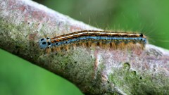 Malacosoma neustria