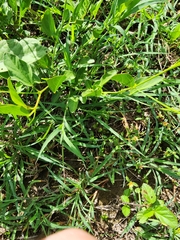 Cienfuegosia heterophylla