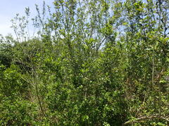 Anastrabe integerrima