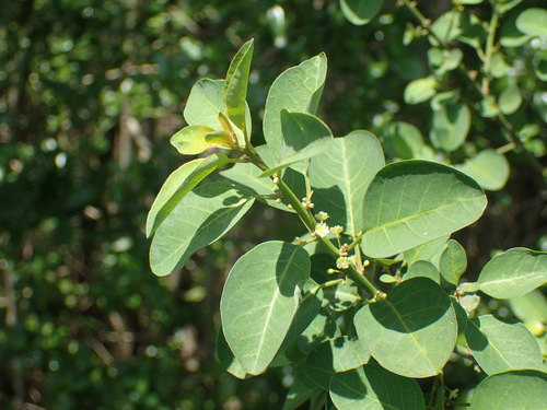 Common lightning bush (Clutia pulchella)