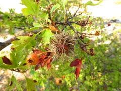 Gymnosporangium clavariiforme