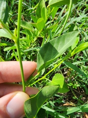 Cienfuegosia heterophylla