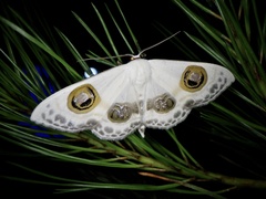 Problepsis superans superans