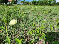 Cienfuegosia heterophylla