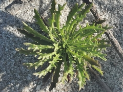 Plantago coronopus