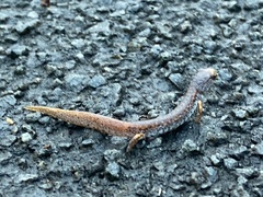 Hemidactylium scutatum