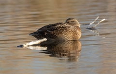 Anas platyrhynchos