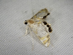 Nymphicula saigusai