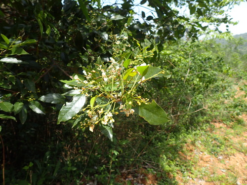 Image of Baphia racemosa by (c) Mahomed Desai, some rights reserved (CC BY)