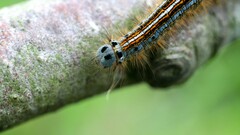 Malacosoma neustria