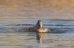 Anas platyrhynchos