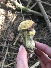 Hypomyces microspermus