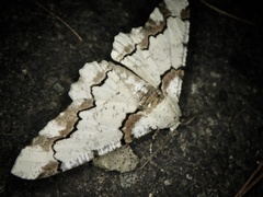 Biston regalis comitata