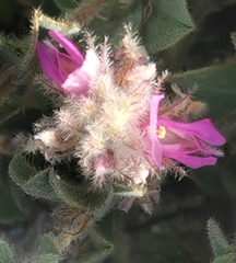 Pseudodictamnus africanus
